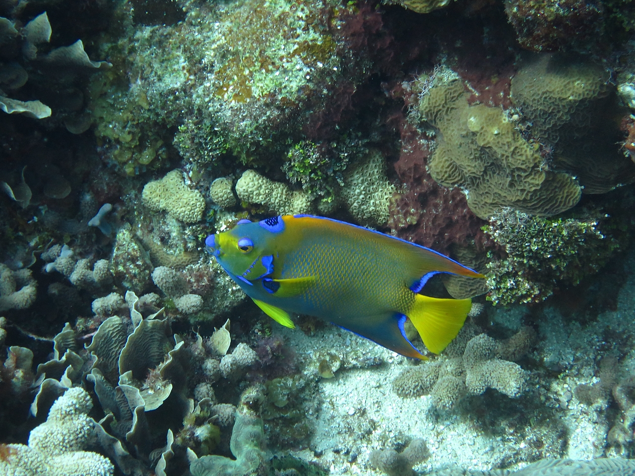 Roatan 2015 008.jpg